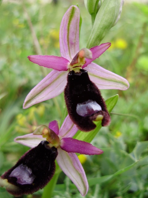 orchidee del Siracusano