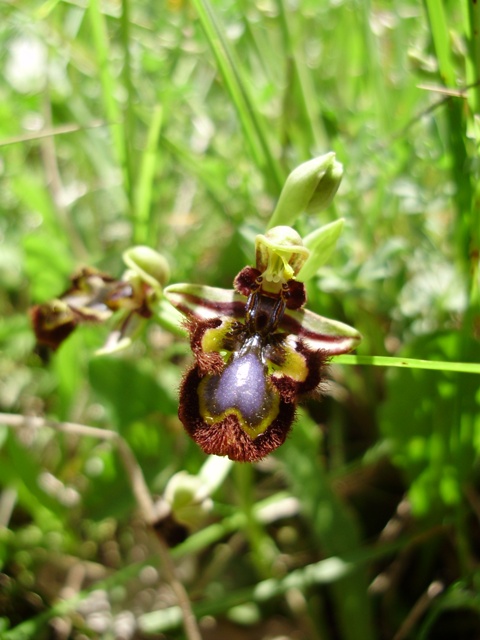 orchidee del Siracusano