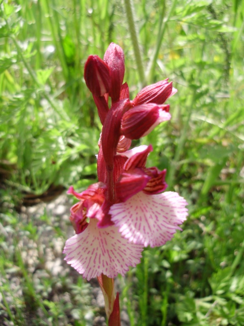 orchidee del Siracusano