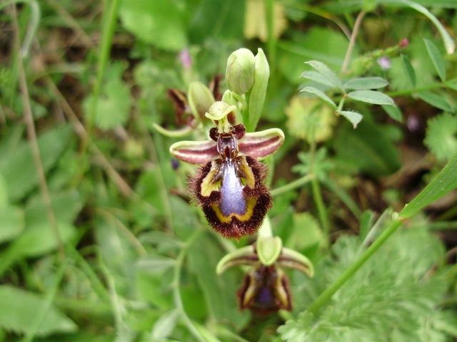orchidee del Siracusano