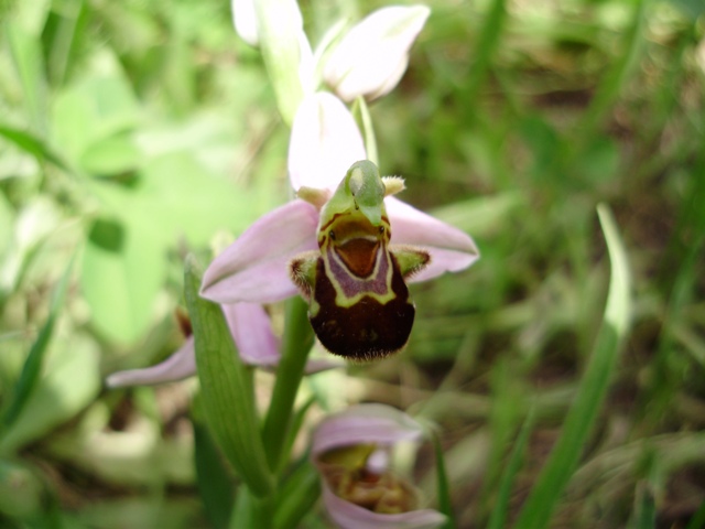 orchidee del Siracusano