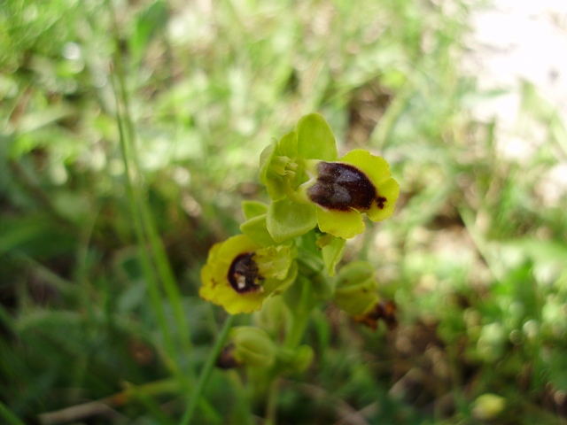 orchidee del Siracusano