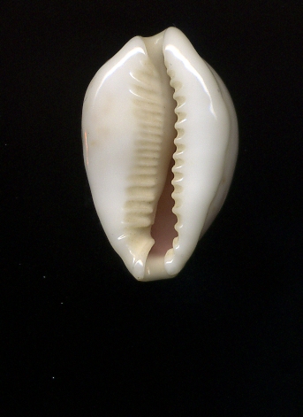 Cypraea dalla Libia