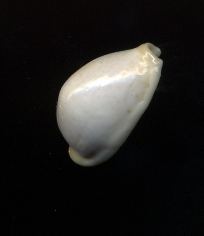 Cypraea dalla Libia