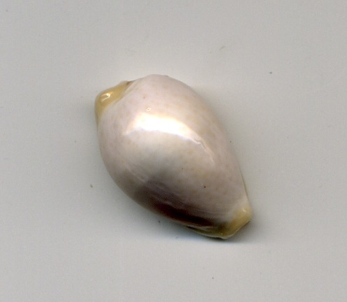 Cypraea dalla Libia