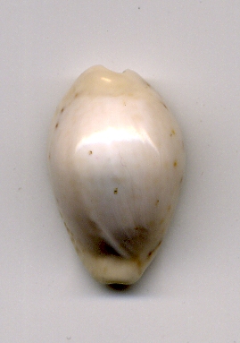Cypraea dalla Libia