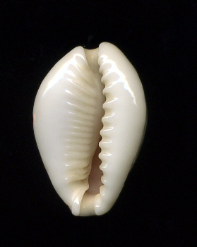 Cypraea dalla Libia