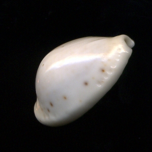 Cypraea dalla Libia