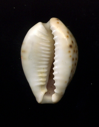 Cypraea dalla Libia