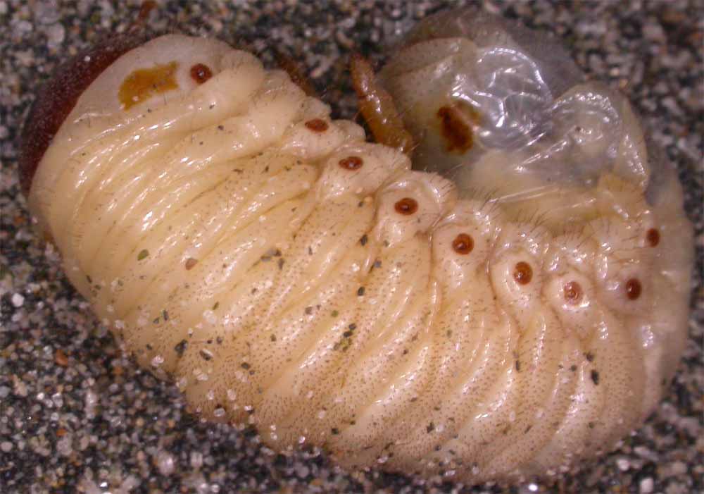 Larva di Oryctes nasicornis