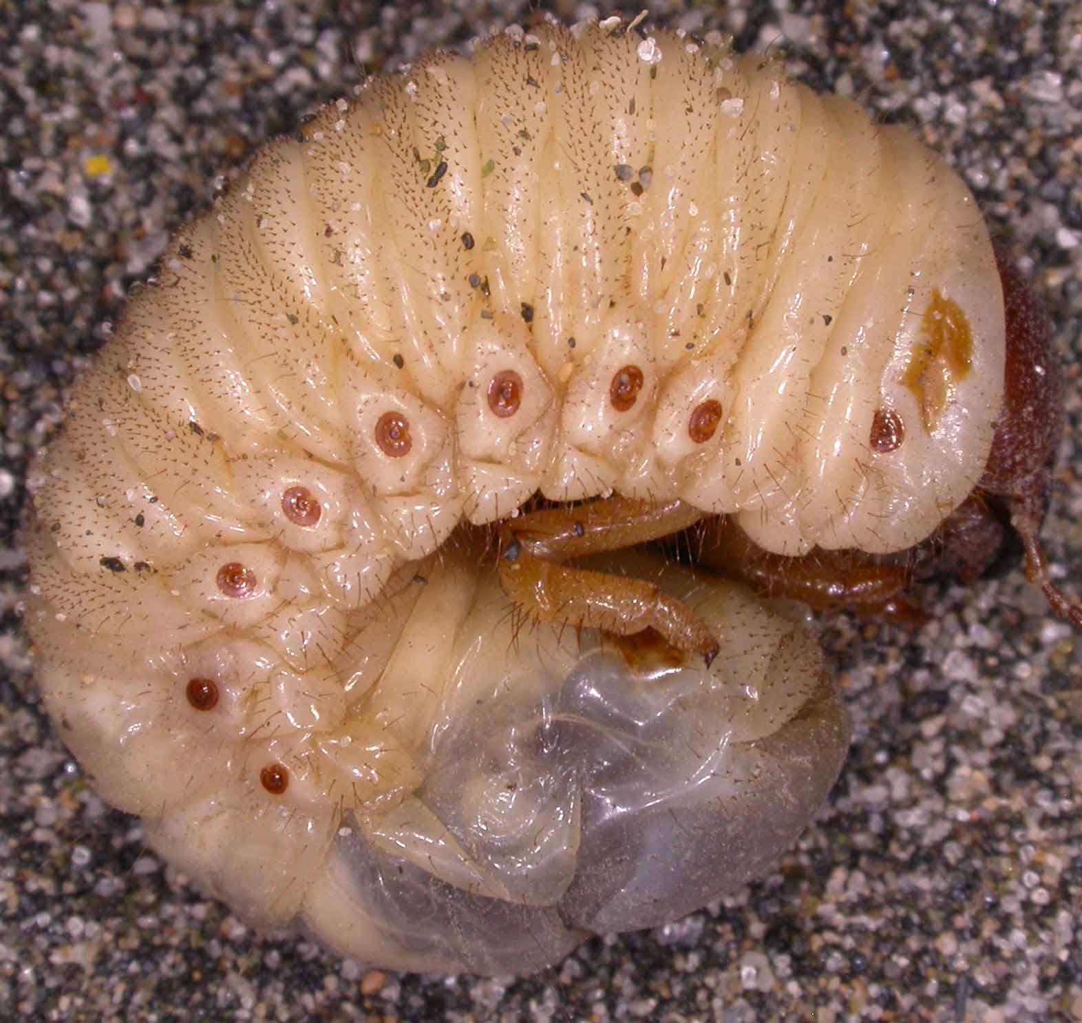 Larva di Oryctes nasicornis