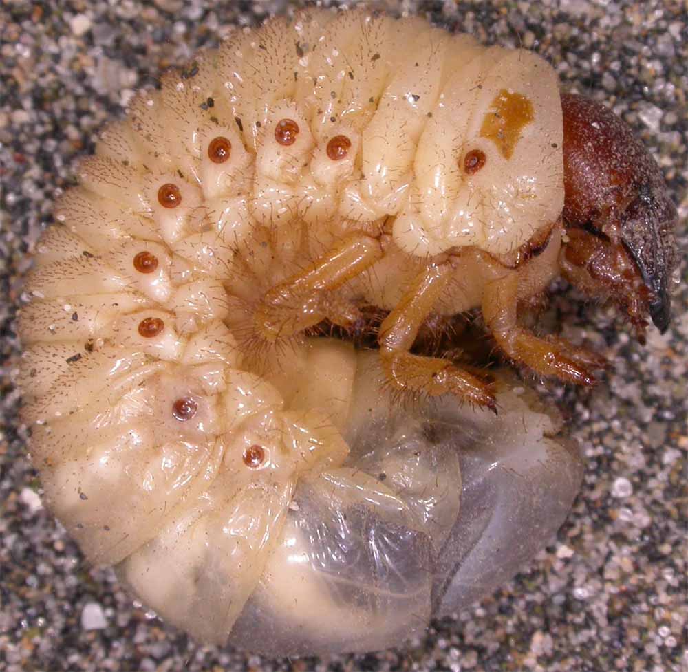 Larva di Oryctes nasicornis