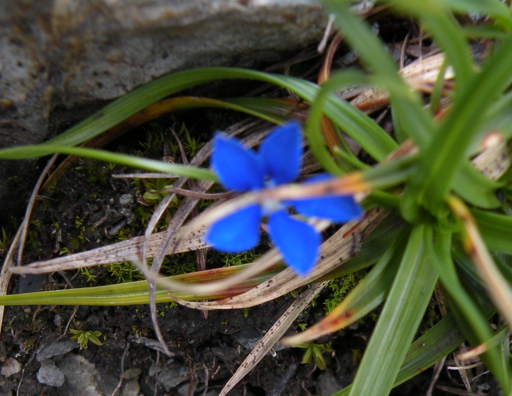 Gentiana minuscola...