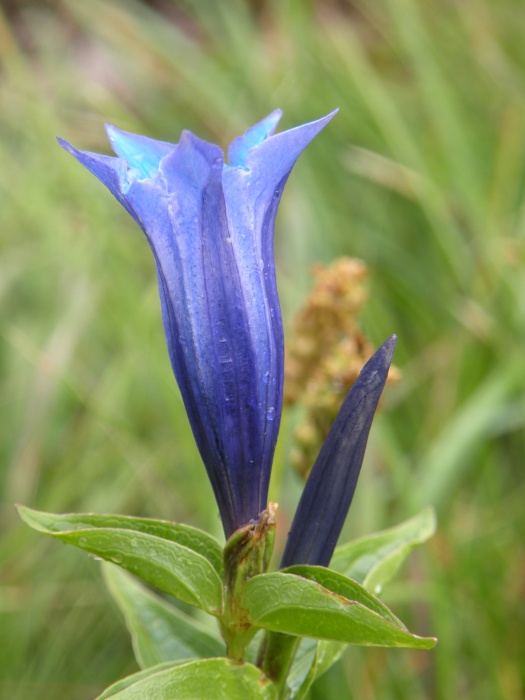 Gentiana asclepiadea / Genziana d''Esculapio