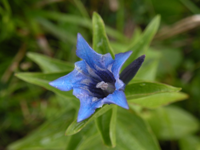 Gentiana asclepiadea / Genziana d''Esculapio