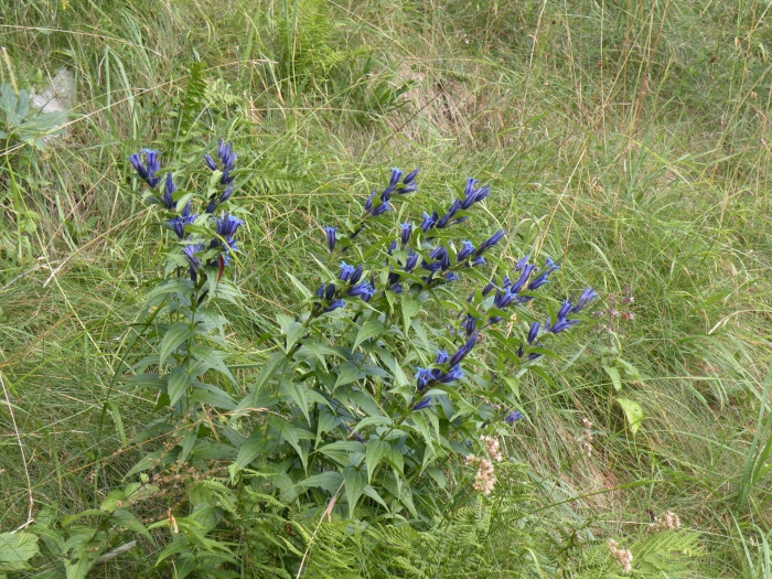 Gentiana asclepiadea / Genziana d''Esculapio