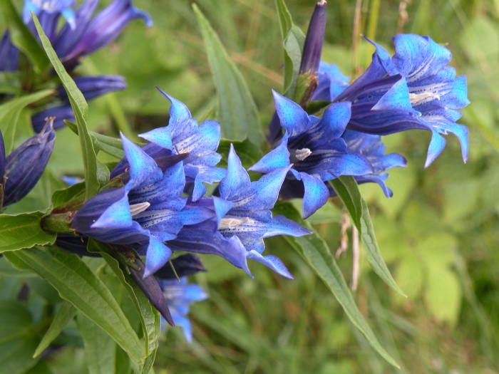 Gentiana asclepiadea / Genziana d''Esculapio
