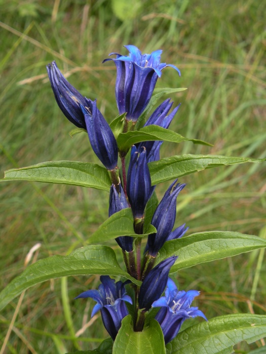 Gentiana asclepiadea / Genziana d''Esculapio