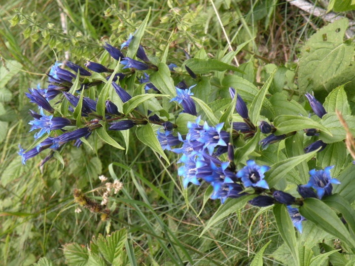 Gentiana asclepiadea / Genziana d''Esculapio
