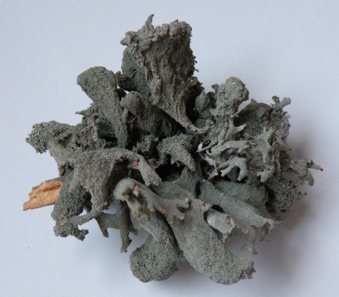 Pseudevernia furfuracea - diverse variet�?