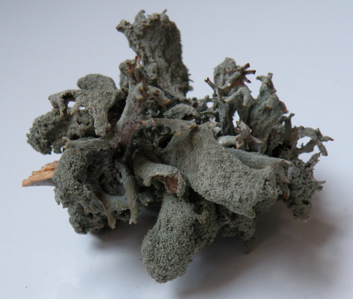 Pseudevernia furfuracea - diverse variet�?