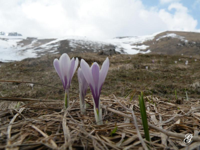 Crocus vernus  / Zafferano alpino