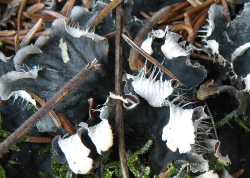 prima id. del 2010 - Peltigera sp.