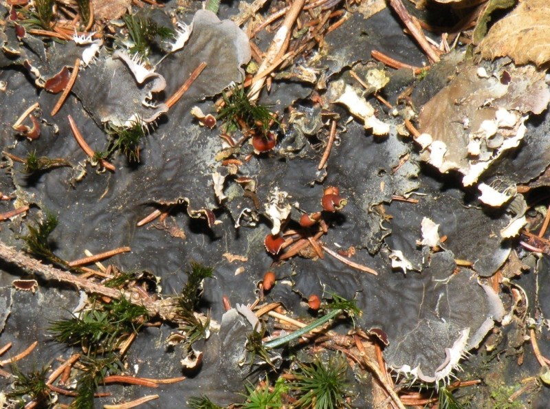 prima id. del 2010 - Peltigera sp.