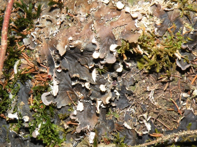 prima id. del 2010 - Peltigera sp.
