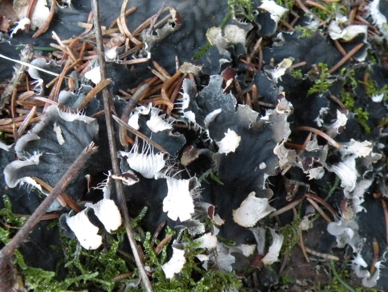 prima id. del 2010 - Peltigera sp.