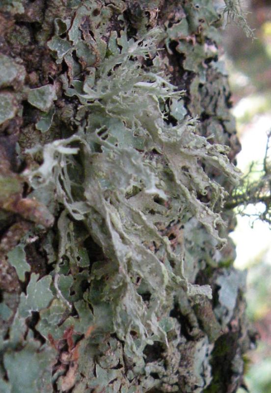 Ramalina sp.???