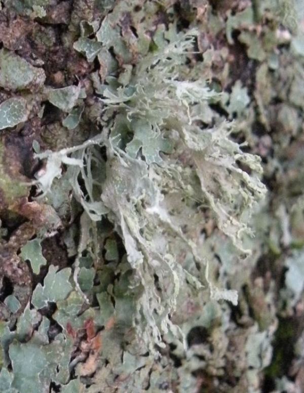 Ramalina sp.???