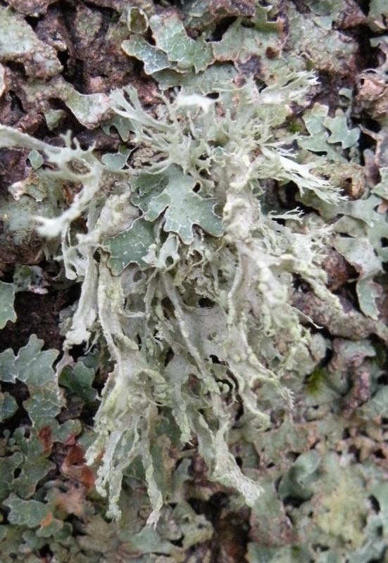 Ramalina sp.???