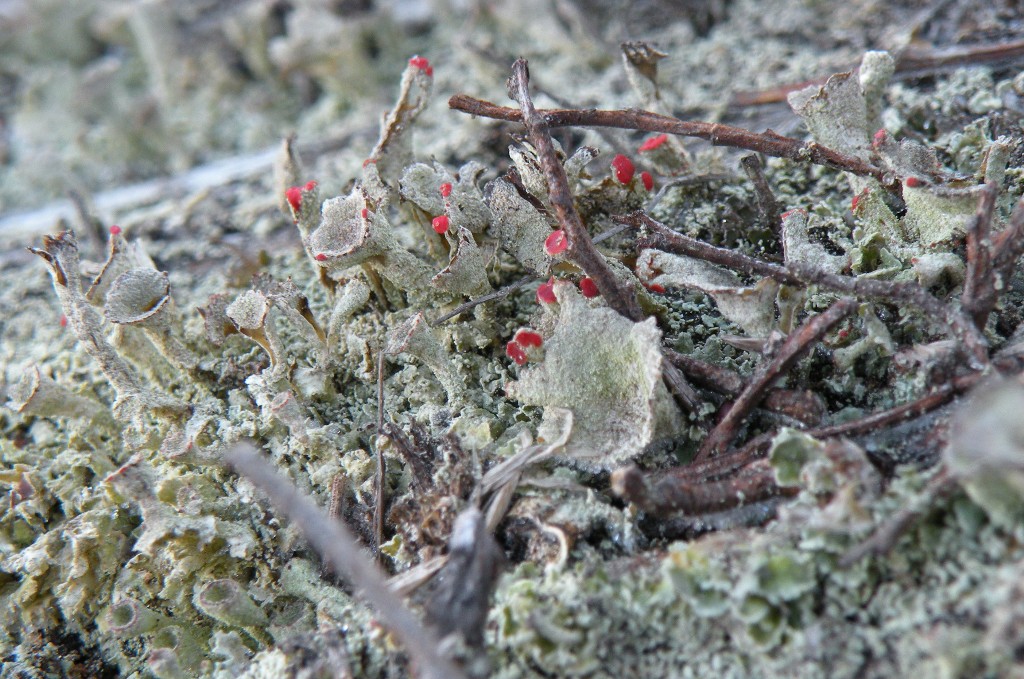 Cladonia ad apoteci rossi (coccifera?)