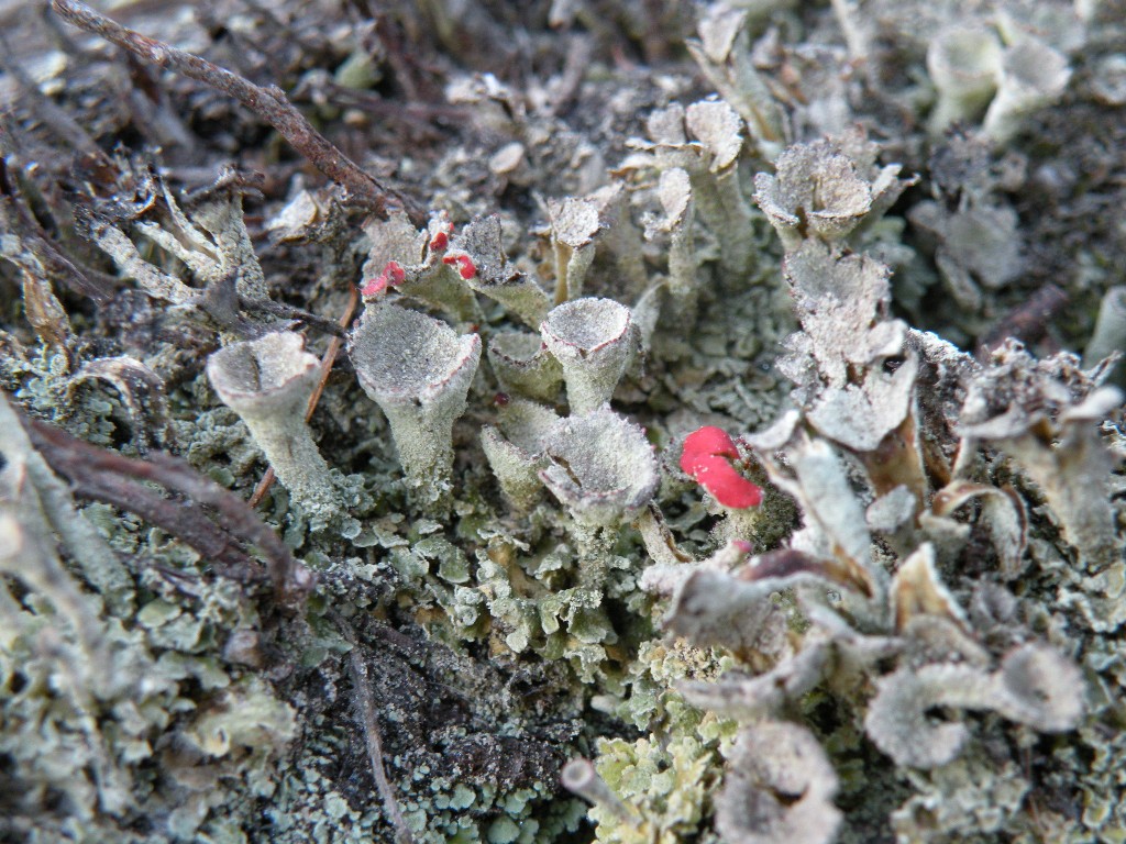 Cladonia ad apoteci rossi (coccifera?)