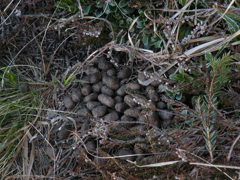 Fatte: Cervo