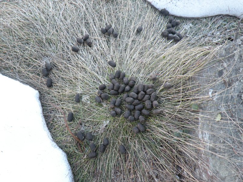 Fatte: Cervo