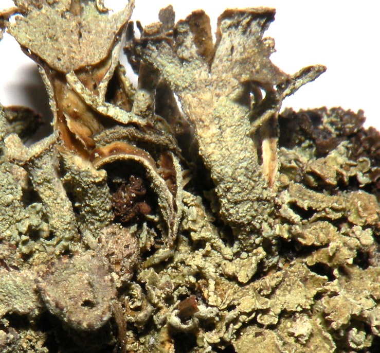 Cladonia ad apoteci rossi (coccifera?)