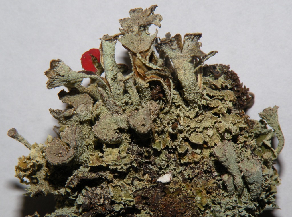 Cladonia ad apoteci rossi (coccifera?)