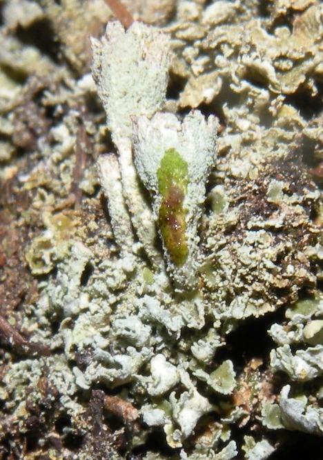 Cladonia ad apoteci rossi (coccifera?)