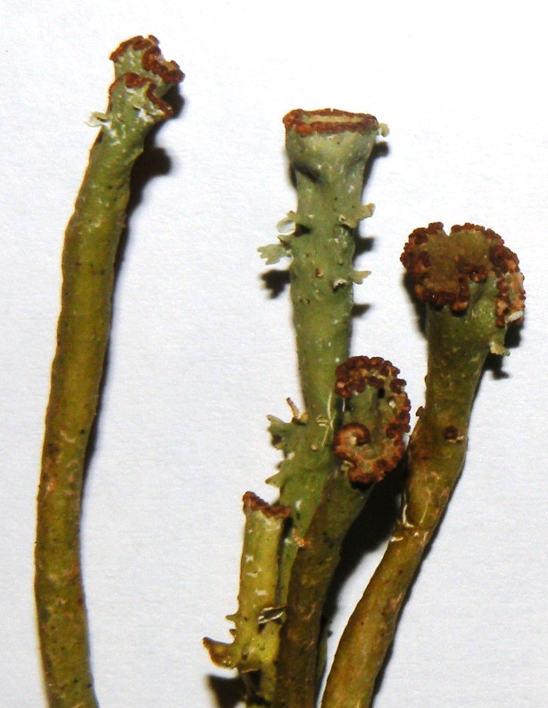 altra Cladonia da identificare