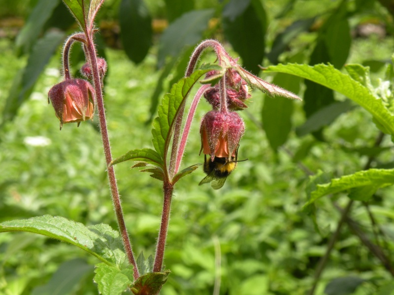 Geum rivale / Cariofillata dei rivi