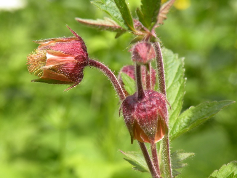 Geum rivale / Cariofillata dei rivi