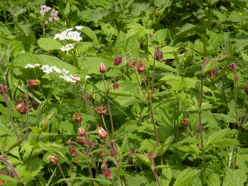 Geum rivale / Cariofillata dei rivi