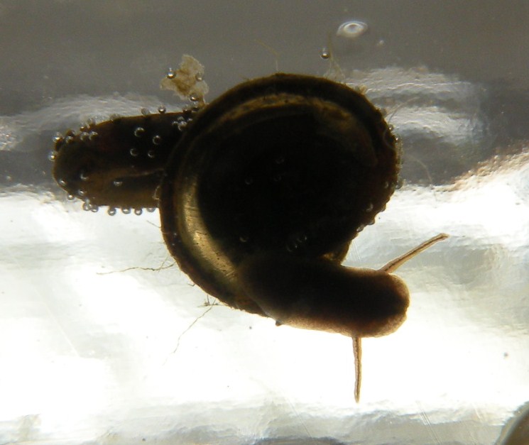 Gasteropodi di risaia