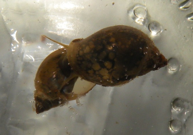 Gasteropodi di risaia
