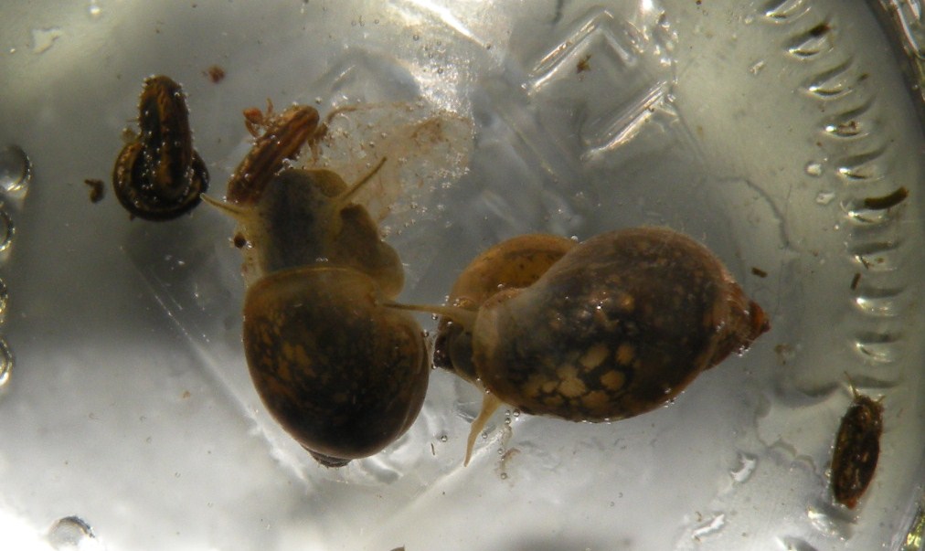 Gasteropodi di risaia