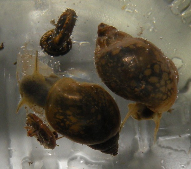 Gasteropodi di risaia