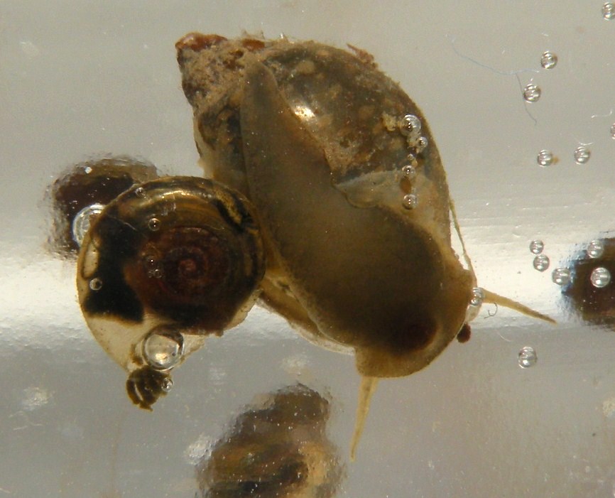 Gasteropodi di risaia