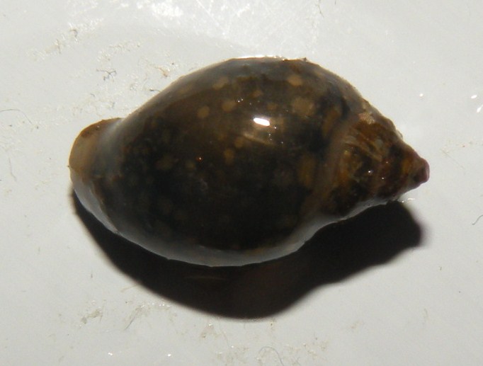 Gasteropodi di risaia
